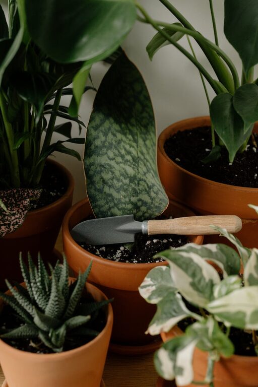 Consejos para mantener plantas de interior saludables todo el año